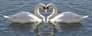swan 8720 big1