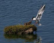 terns 6583 adjt
