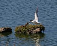 terns 6592 adjt