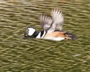ducks & geese