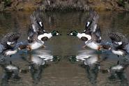 golden eye 7285 adj