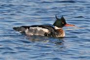 merganser 6448 adj