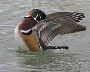 woodduck 5131 adjt1