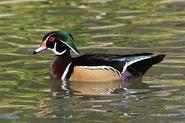 woodduck 5377 adj