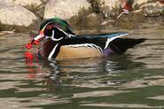 woodduck 5382 adj1