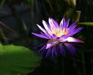 waterlily00011 adjt