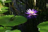 waterlily00013 adj