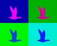 duck color