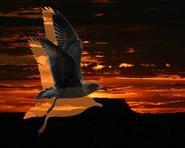 gull00045 adj fun3