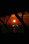 sunset00051 dolph
