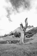 IMG 4064 adj2 bw