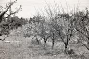 IMG 1297 adj bw web