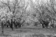 IMG 1449 adj bw web