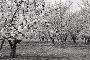 IMG 1456 adj bw web