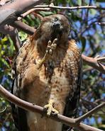 hawk 7199 adjt