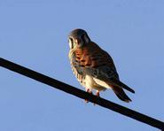 kestral00112 adjt2