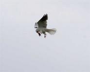 kite 0362 adjt