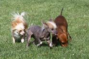 IMG 1939 adj