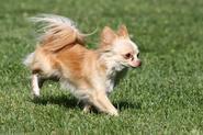 IMG 2048 adj
